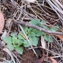 Pterostylis sp. (A Greenhood) at Mount Majura - 10 May 2019 by petersan