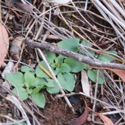 Pterostylis sp. (A Greenhood) at Mount Majura - 10 May 2019 by petersan