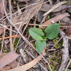 Pterostylis sp. at Hackett, ACT - 10 May 2019