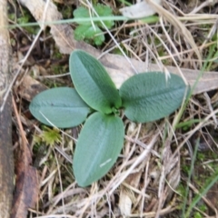 Pterostylis sp. at Hackett, ACT - suppressed