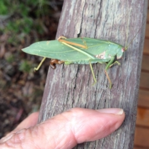 Torbia viridissima at Akolele, NSW - 3 May 2019 12:38 PM