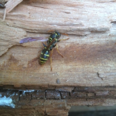 Polistes (Polistes) chinensis (Asian paper wasp) at Bega, NSW - 11 May 2019 by StephL