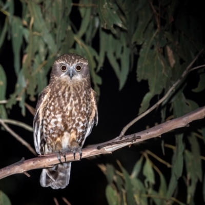 Ninox boobook (Southern Boobook) at Cotter River, ACT - 8 Dec 2018 by TyrieStarrs