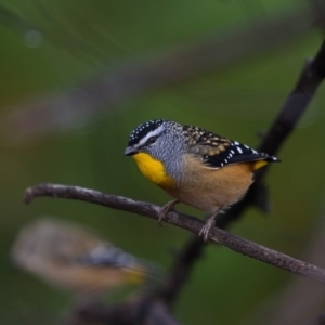 Pardalotus punctatus at Majura, ACT - 10 May 2019