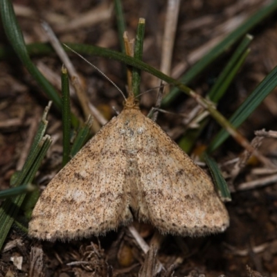 Scopula rubraria (Reddish Wave, Plantain Moth) at Mount Majura - 4 May 2019 by kdm