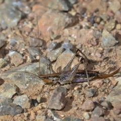 Coptaspis sp. (genus) (Katydid) at Lower Cotter Catchment - 19 Apr 2019 by kdm