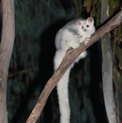 Petauroides volans (Greater Glider) at Cotter River, ACT - 19 Apr 2019 by kdm