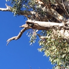 Callocephalon fimbriatum (Gang-gang Cockatoo) at GG174 - 11 May 2019 by KL