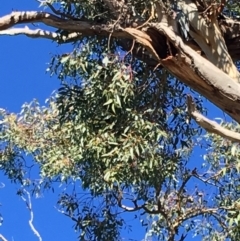 Callocephalon fimbriatum at Hughes, ACT - 11 May 2019