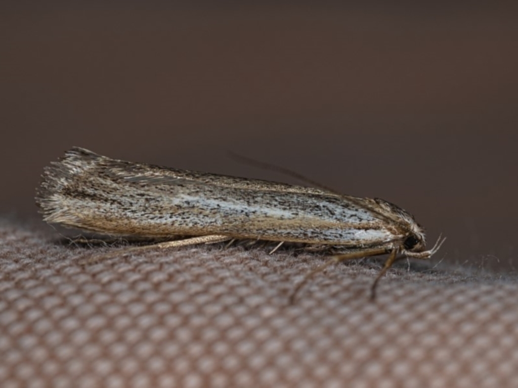 Philobota (genus) at Watson, ACT - 11 May 2019