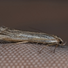 Philobota (genus) (Unidentified Philobota genus moths) at Watson, ACT - 10 May 2019 by kdm