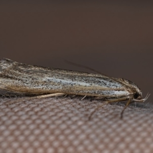 Philobota (genus) at Watson, ACT - 11 May 2019