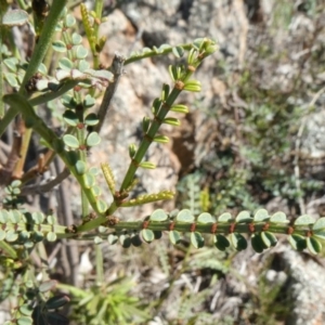 Indigofera adesmiifolia at Theodore, ACT - 11 May 2019 03:03 PM