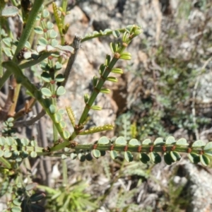 Indigofera adesmiifolia at Theodore, ACT - 11 May 2019