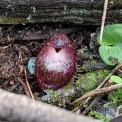 Corysanthes hispida (Bristly Helmet Orchid) at Mount Jerrabomberra QP - 11 May 2019 by MattM