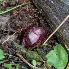 Corysanthes hispida at Jerrabomberra, NSW - 11 May 2019