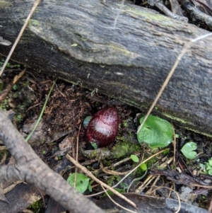 Corysanthes hispida at Jerrabomberra, NSW - 11 May 2019