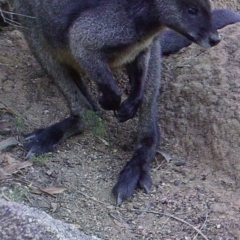 Wallabia bicolor (Swamp Wallaby) at Booth, ACT - 26 Apr 2019 by DonFletcher