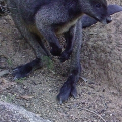 Wallabia bicolor (Swamp Wallaby) at Namadgi National Park - 25 Apr 2019 by DonFletcher