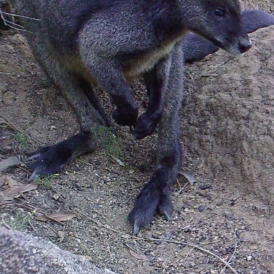 Wallabia bicolor (Swamp Wallaby) at Booth, ACT - 26 Apr 2019 by DonFletcher