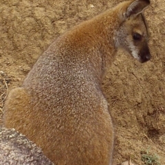 Notamacropus rufogriseus (Red-necked Wallaby) at Namadgi National Park - 2 Apr 2019 by DonFletcher