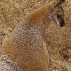 Notamacropus rufogriseus (Red-necked Wallaby) at Booth, ACT - 3 Apr 2019 by DonFletcher