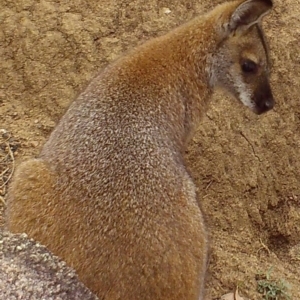 Notamacropus rufogriseus at Booth, ACT - 3 Apr 2019 09:08 AM