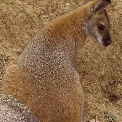 Notamacropus rufogriseus (Red-necked Wallaby) at Namadgi National Park - 2 Apr 2019 by DonFletcher