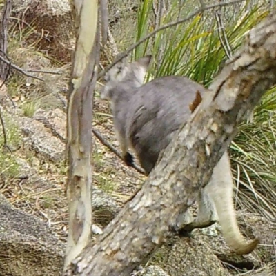 Osphranter robustus robustus (Eastern Wallaroo) at Namadgi National Park - 5 May 2019 by DonFletcher