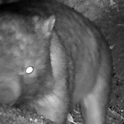 Vombatus ursinus (Common wombat, Bare-nosed Wombat) at Namadgi National Park - 30 Mar 2019 by DonFletcher