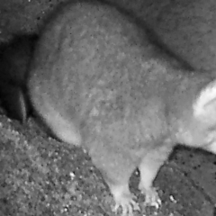 Trichosurus vulpecula (Common Brushtail Possum) at Namadgi National Park - 25 Apr 2019 by DonFletcher