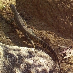 Varanus rosenbergi (Heath or Rosenberg's Monitor) at Namadgi National Park - 26 Mar 2019 by DonFletcher