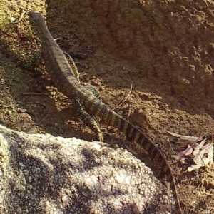 Varanus rosenbergi at Booth, ACT - suppressed