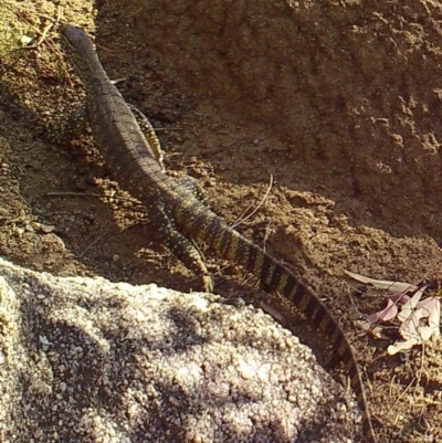 Varanus rosenbergi (Heath or Rosenberg's Monitor) at Booth, ACT - 26 Mar 2019 by DonFletcher