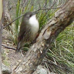 Cormobates leucophaea (White-throated Treecreeper) at Booth, ACT - 17 Apr 2019 by DonFletcher