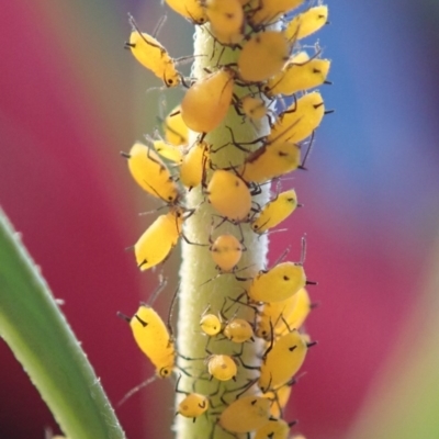 Aphididae (family) (Unidentified aphid) at Spence, ACT - 11 May 2019 by Laserchemisty