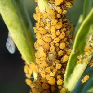 Aphididae (family) at Spence, ACT - 11 May 2019