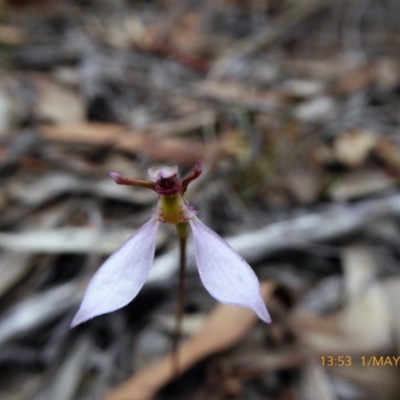 Eriochilus cucullatus (Parson's Bands) at Lade Vale, NSW - 1 May 2019 by AndyRussell
