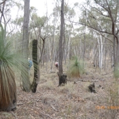 Xanthorrhoea glauca subsp. angustifolia (Grey Grass-tree) at Mundoonen Nature Reserve - 1 May 2019 by AndyRussell