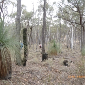 Xanthorrhoea glauca subsp. angustifolia at Lade Vale, NSW - suppressed