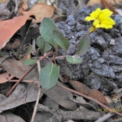 Goodenia hederacea (Ivy Goodenia) at Lade Vale, NSW - 1 May 2019 by AndyRussell