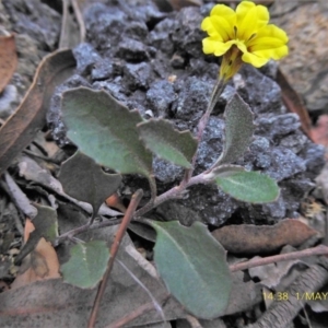 Goodenia hederacea at Lade Vale, NSW - 1 May 2019