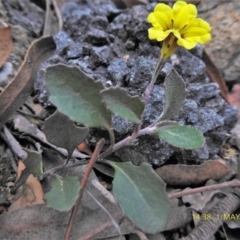 Goodenia hederacea at Lade Vale, NSW - 1 May 2019