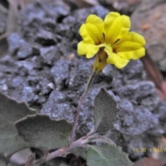 Goodenia hederacea at Lade Vale, NSW - 1 May 2019 02:38 PM