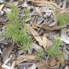 Persoonia chamaepeuce (Dwarf Geebung) at Lade Vale, NSW - 1 May 2019 by AndyRussell