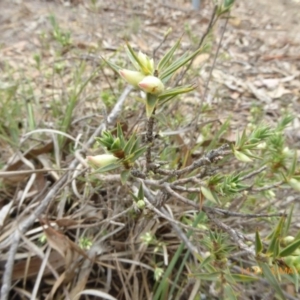 Melichrus urceolatus at Lade Vale, NSW - 1 May 2019