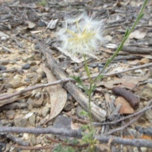 Vittadinia cuneata var. cuneata at Lade Vale, NSW - 1 May 2019