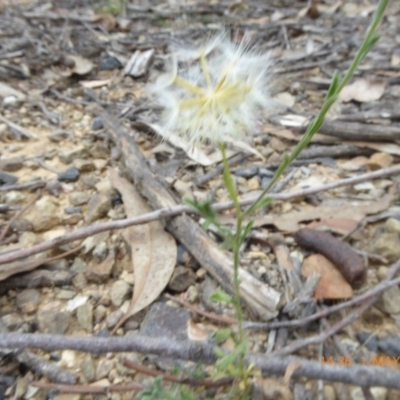 Vittadinia cuneata var. cuneata (Fuzzy New Holland Daisy) at Mundoonen Nature Reserve - 1 May 2019 by AndyRussell