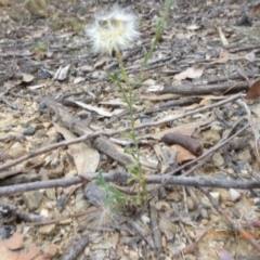 Vittadinia cuneata var. cuneata at Lade Vale, NSW - 1 May 2019