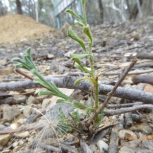 Vittadinia cuneata var. cuneata at Lade Vale, NSW - 1 May 2019